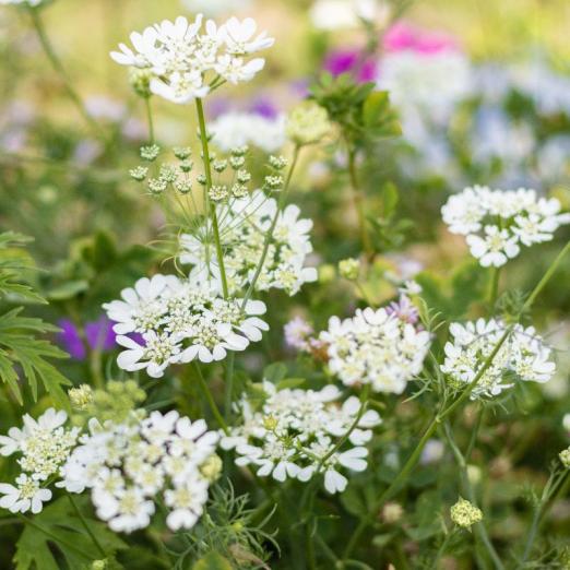 Blühmischung<br>Florido